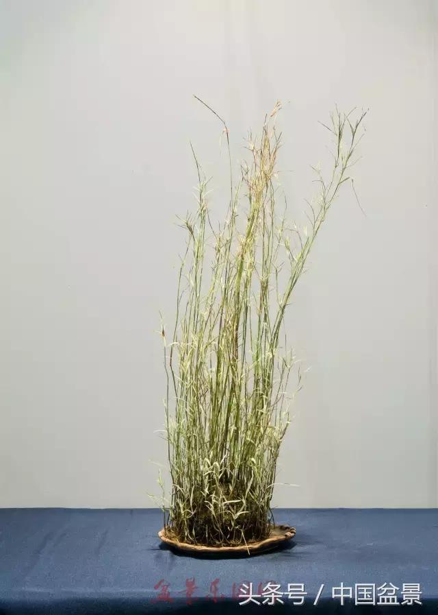 哪些野草适合微型盆景,小品盆景和微型盆景有区别吗