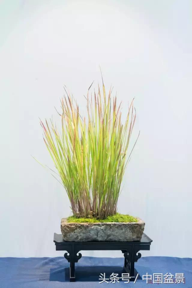 哪些野草适合微型盆景,小品盆景和微型盆景有区别吗