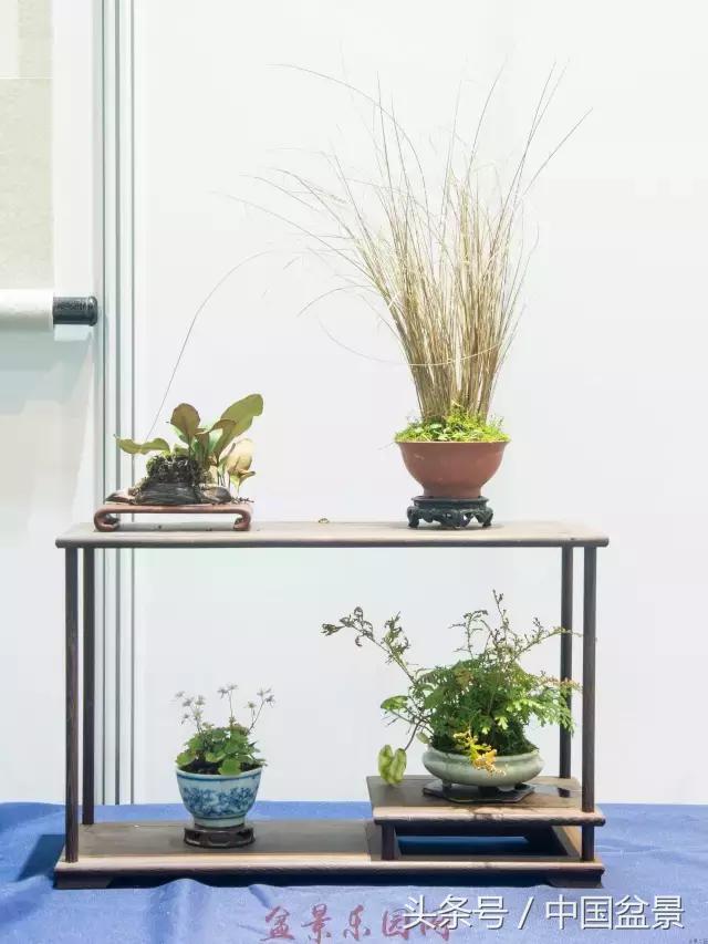 哪些野草适合微型盆景,小品盆景和微型盆景有区别吗