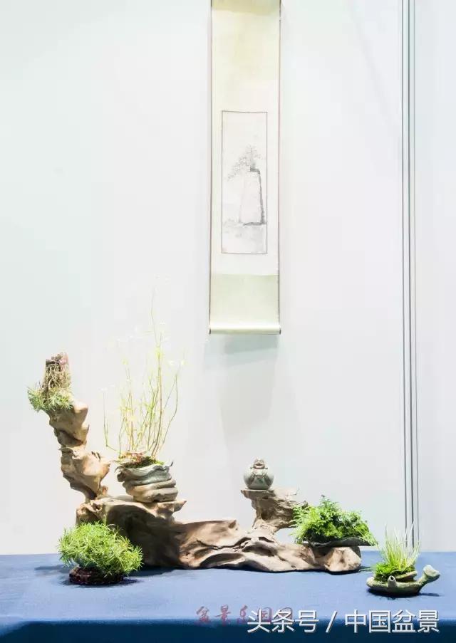 哪些野草适合微型盆景,小品盆景和微型盆景有区别吗