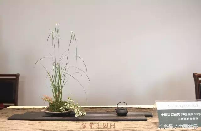 哪些野草适合微型盆景,小品盆景和微型盆景有区别吗