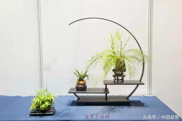 哪些野草适合微型盆景,小品盆景和微型盆景有区别吗