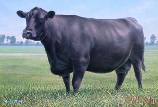 国内有哪些较好的牛品种,国外牛的品种有哪些