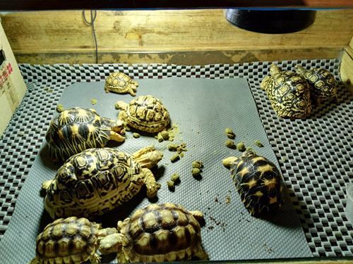 陆龟在室内用什么垫层,陆龟住什么地方