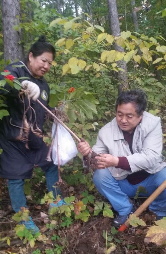 40多年的坚守:记吉林满族萨满祖传医术传承人关香云