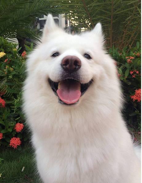 狗萌宠有哪些品种,18种萌宠狗狗