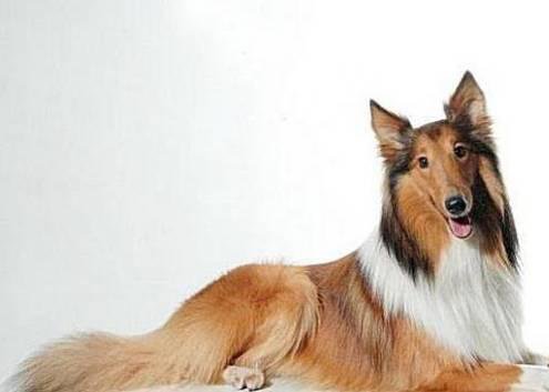 狗萌宠有哪些品种,18种萌宠狗狗