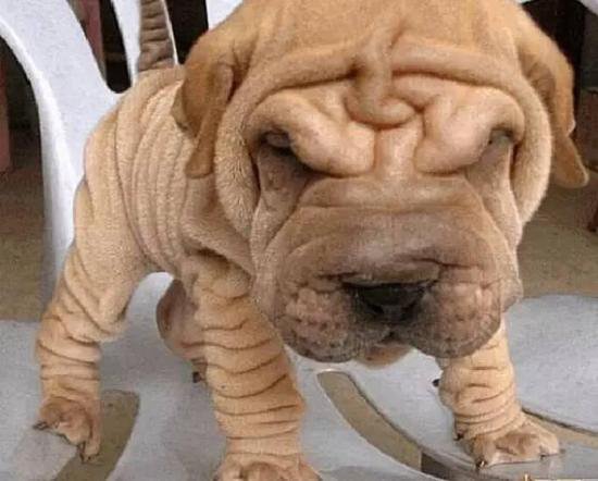 狗萌宠有哪些品种,18种萌宠狗狗