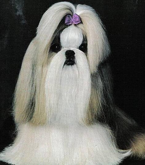 狗萌宠有哪些品种,18种萌宠狗狗