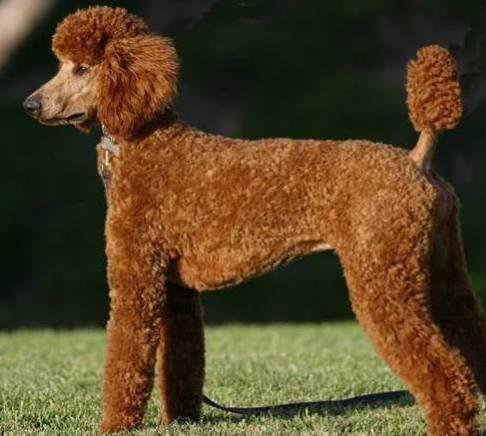 狗萌宠有哪些品种,18种萌宠狗狗