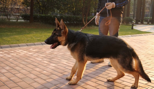 怎么训练傻狗最有效,训练狗狗指令大全