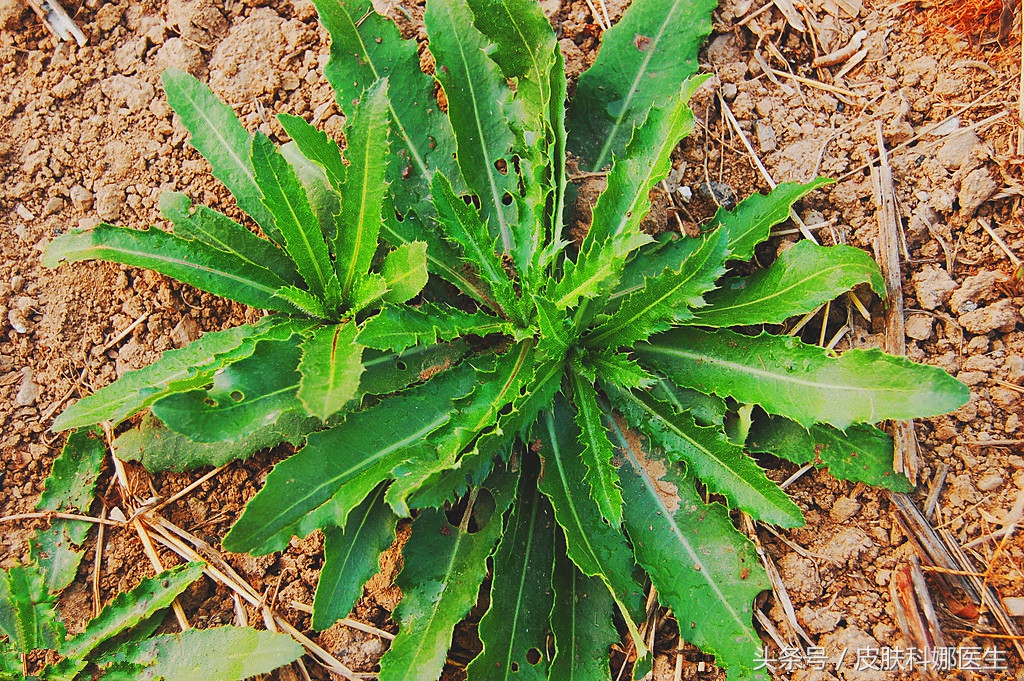 野生刺菜能治什么病,大刺菜的野菜治什么病