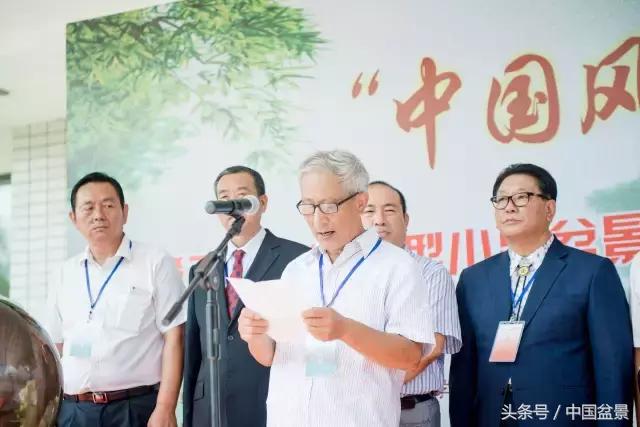 哪些野草适合微型盆景,小品盆景和微型盆景有区别吗