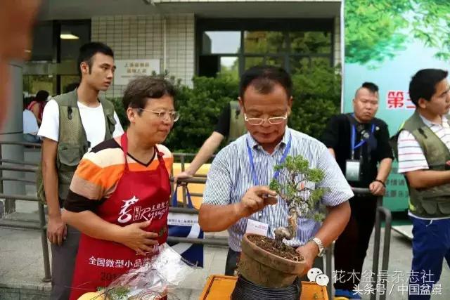 哪些野草适合微型盆景,小品盆景和微型盆景有区别吗
