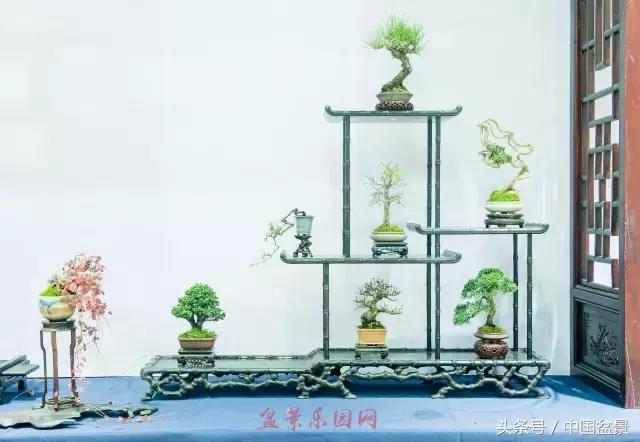 哪些野草适合微型盆景,小品盆景和微型盆景有区别吗