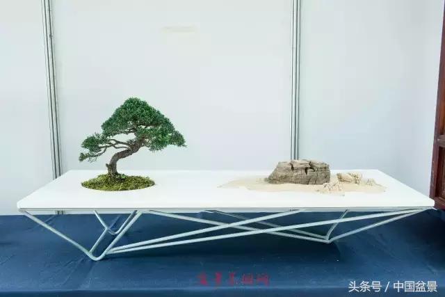 哪些野草适合微型盆景,小品盆景和微型盆景有区别吗