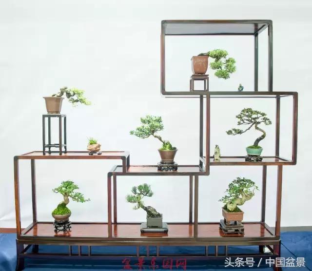 哪些野草适合微型盆景,小品盆景和微型盆景有区别吗