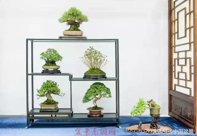 哪些野草适合微型盆景,小品盆景和微型盆景有区别吗