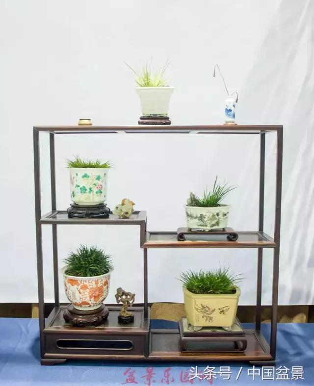 哪些野草适合微型盆景,小品盆景和微型盆景有区别吗