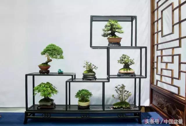 哪些野草适合微型盆景,小品盆景和微型盆景有区别吗