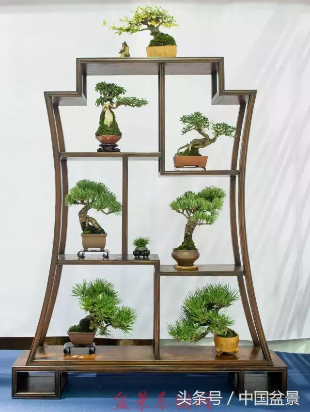 哪些野草适合微型盆景,小品盆景和微型盆景有区别吗