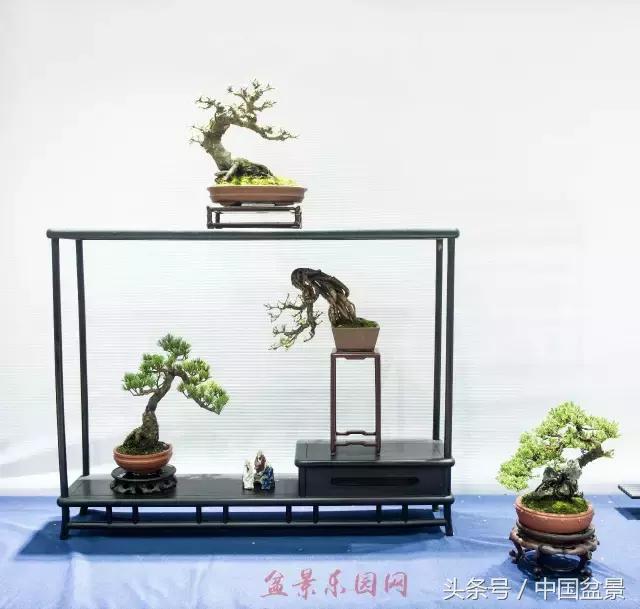 哪些野草适合微型盆景,小品盆景和微型盆景有区别吗