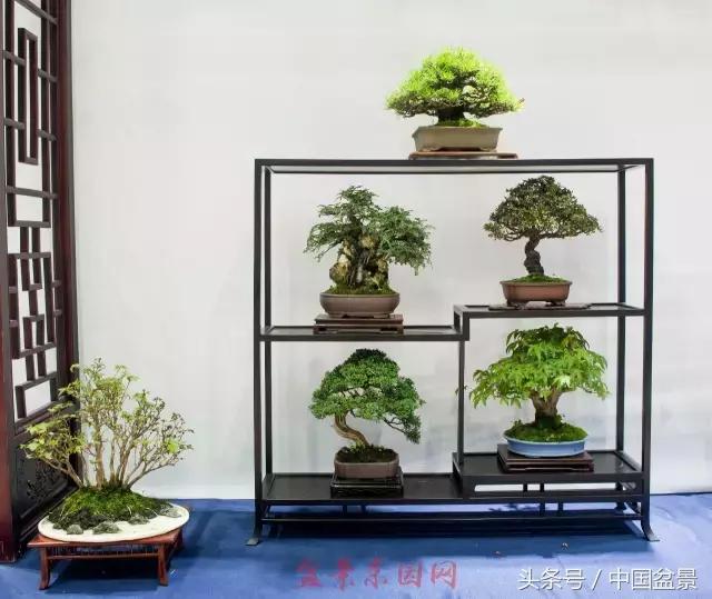 哪些野草适合微型盆景,小品盆景和微型盆景有区别吗