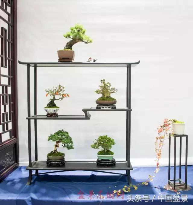 哪些野草适合微型盆景,小品盆景和微型盆景有区别吗