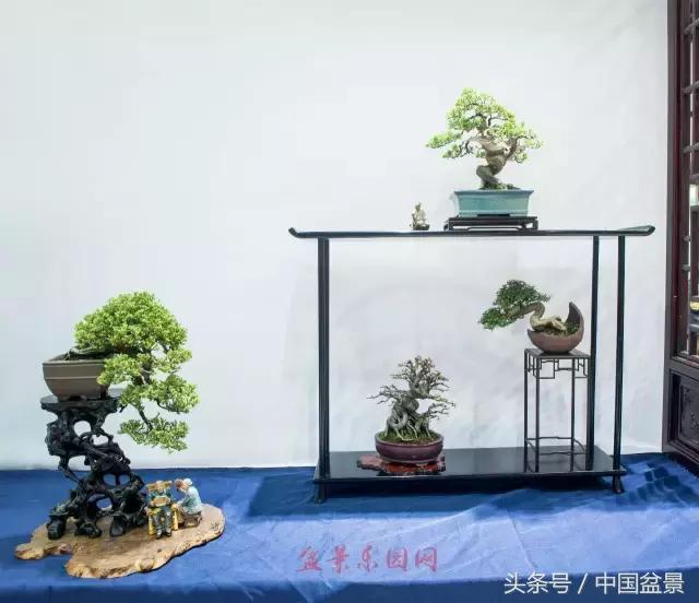 哪些野草适合微型盆景,小品盆景和微型盆景有区别吗