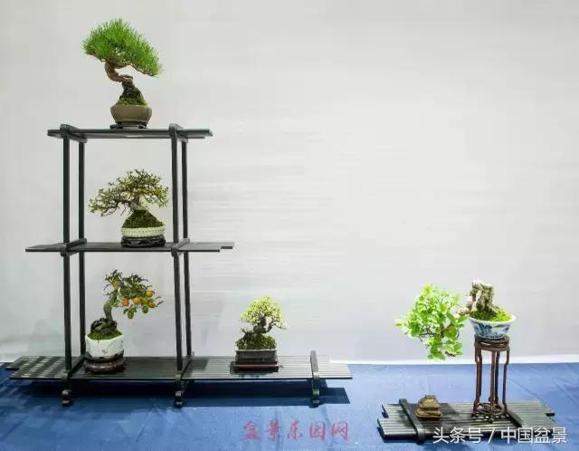 哪些野草适合微型盆景,小品盆景和微型盆景有区别吗