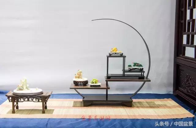 哪些野草适合微型盆景,小品盆景和微型盆景有区别吗