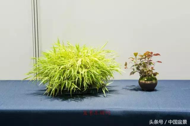 哪些野草适合微型盆景,小品盆景和微型盆景有区别吗