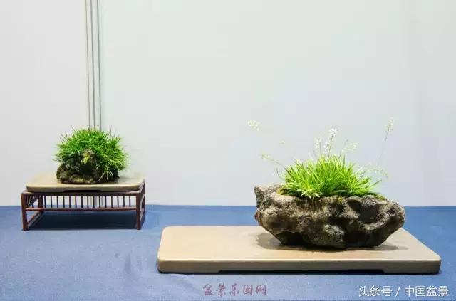 哪些野草适合微型盆景,小品盆景和微型盆景有区别吗