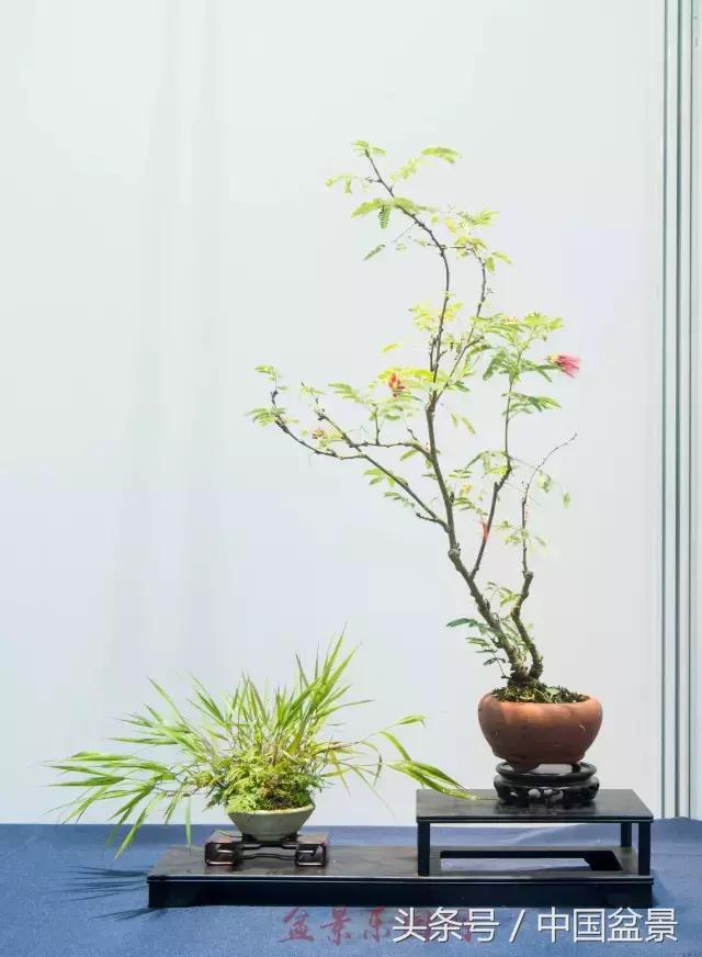 哪些野草适合微型盆景,小品盆景和微型盆景有区别吗