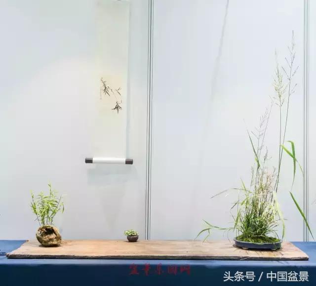 哪些野草适合微型盆景,小品盆景和微型盆景有区别吗