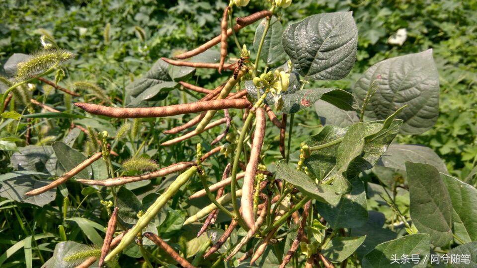 农业再发达,绿豆也要人工采摘,为啥呢?|阿兮随笔