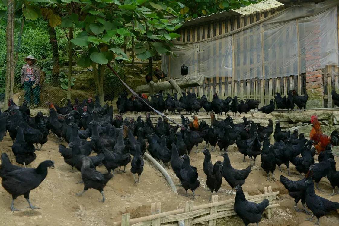 养鸡养羊还养生,德宏的这个地方,去了就不想走了!