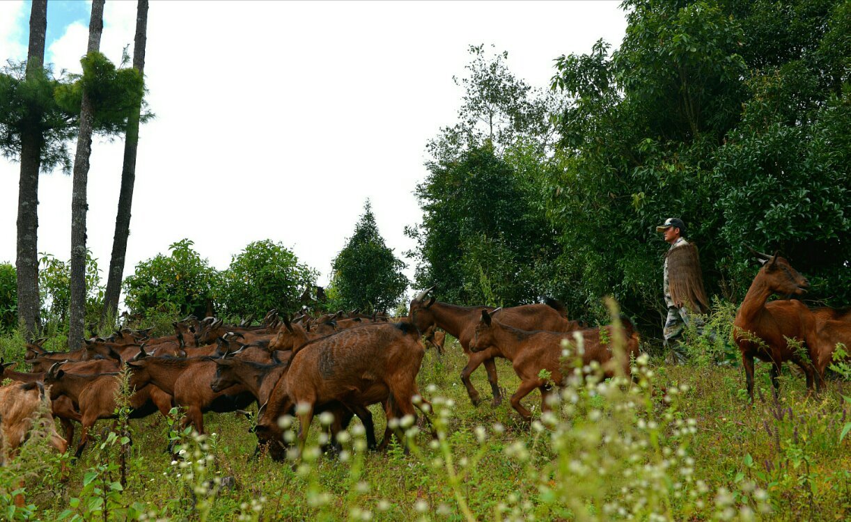 养鸡养羊还养生,德宏的这个地方,去了就不想走了!
