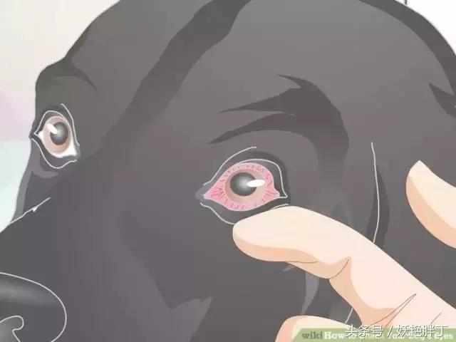 狗狗在家就可以做的体检方法!