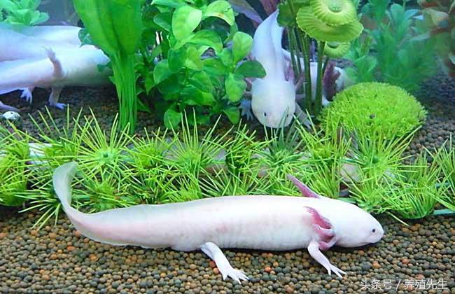 六角恐龙怎么养出鳃霸,六角恐龙怎么养