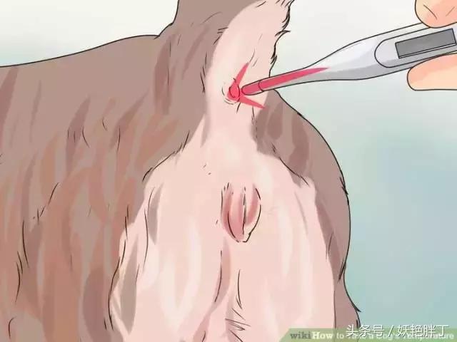 狗狗在家就可以做的体检方法!