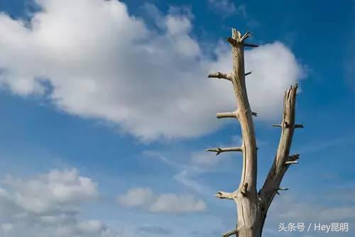 镇雄人在昆明干了什么,镇雄县走出去的人