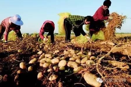 马铃薯上位第一年，薯农到底挣钱了吗（附最新马铃薯价格）
