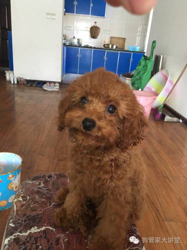 ​这只狗，改变了我的生活，所谓养狗，不就是这么简单的快乐吗？