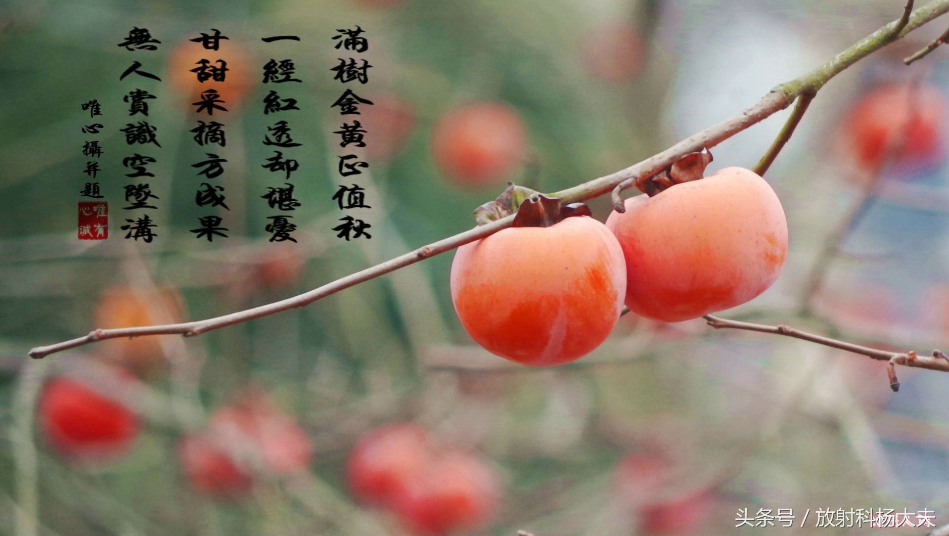 ​吃下2块钱的柿子，却要去医院花两千块把它从肠子里弄出来