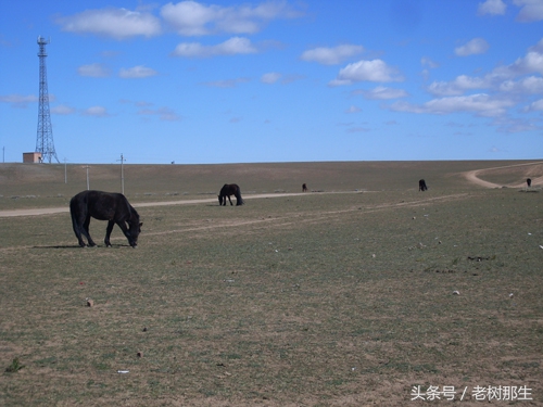 内蒙希拉穆仁草原风景视频,希拉穆仁大草原和内蒙古大草原