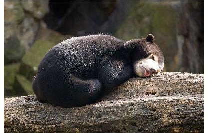 关于熊的那些冷冷冷冷冷知识