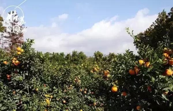 秋天就该送自己一场旅行，苏州最全“采橘攻略”先给你！