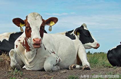 奶牛疾病有哪些,奶牛繁育常见问题