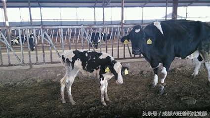 奶牛疾病有哪些,奶牛繁育常见问题